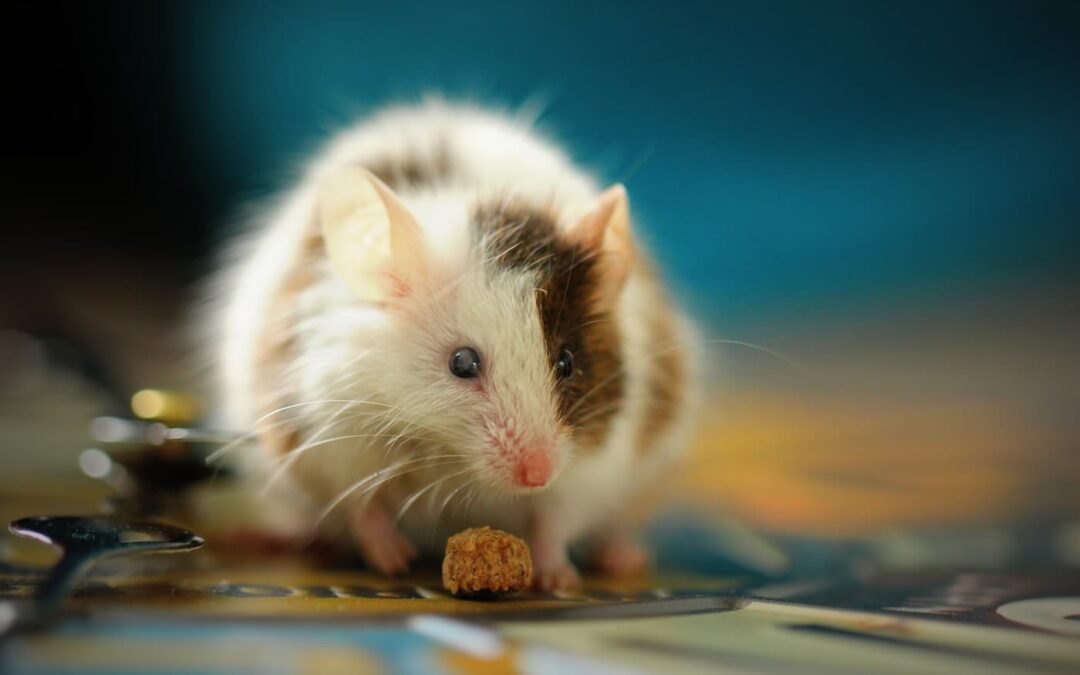 Rodent abatement is an important part of pest control