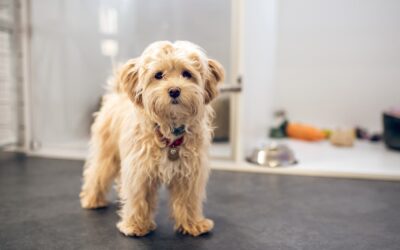 Pet Screening 101: How to Rent to Tenants with Pets